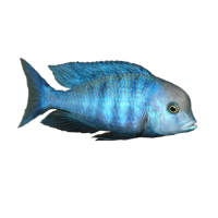 Imagem do produto Peixe Golfinho